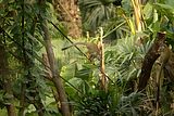 leipzig zoo-01_07_2011_gondwanaland_087